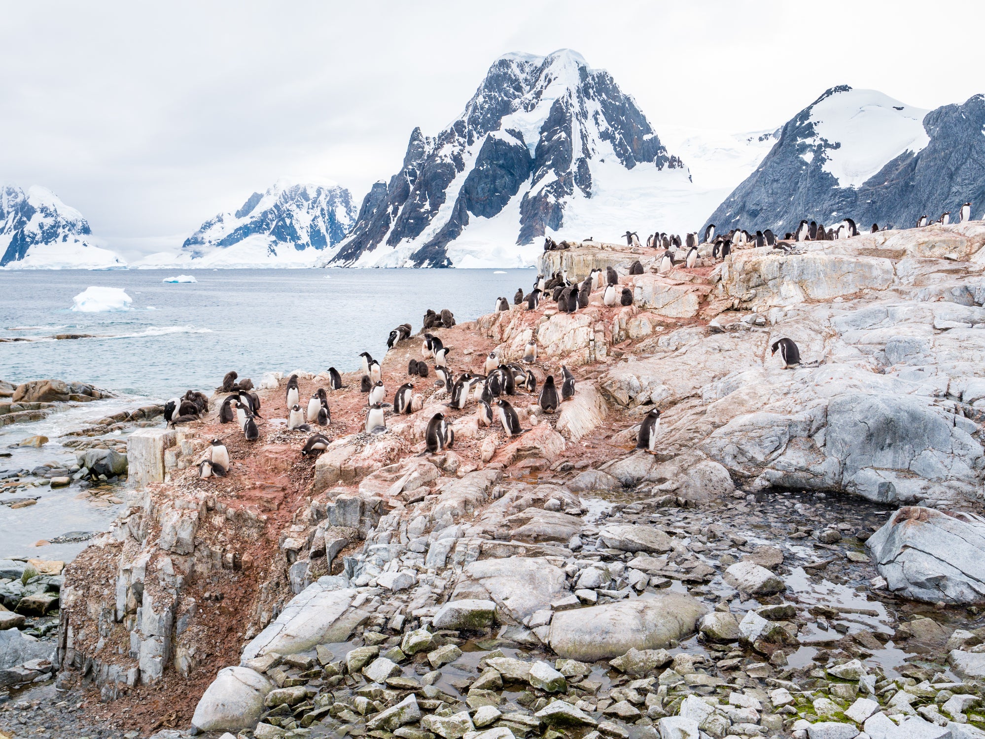 Chicks and adult Adelie penguins on Antarctica’s Petermann Island