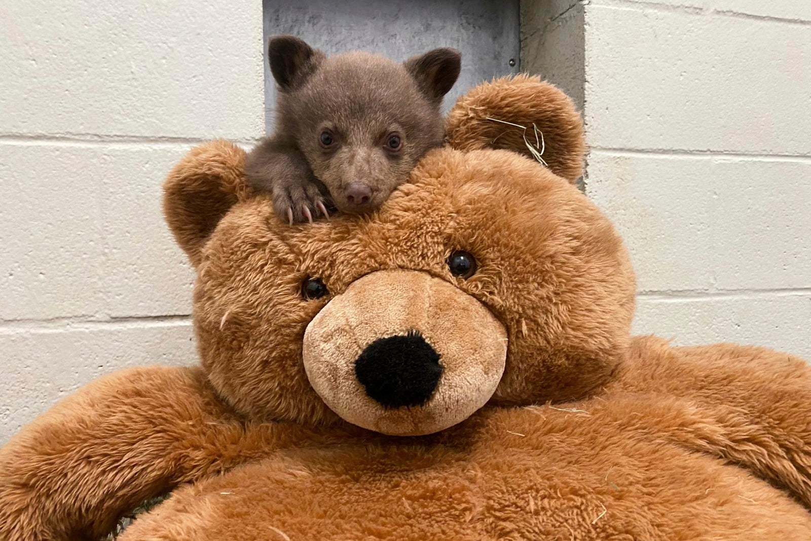 CALIFORNIA-OSO HUÉRFANO