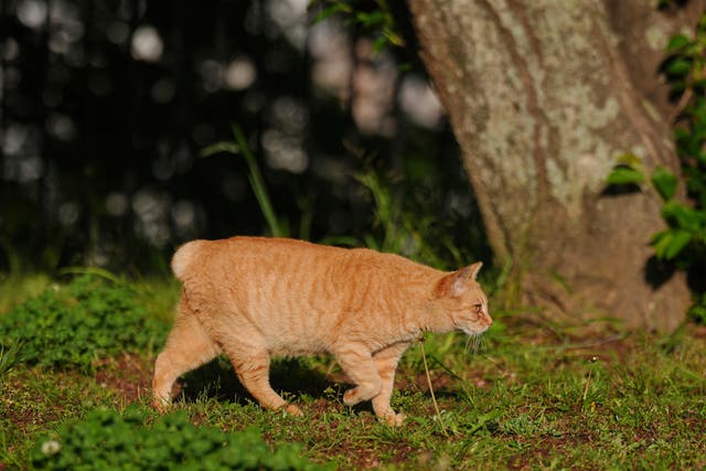 <p>A bobtail cat in Nagasaki</p>