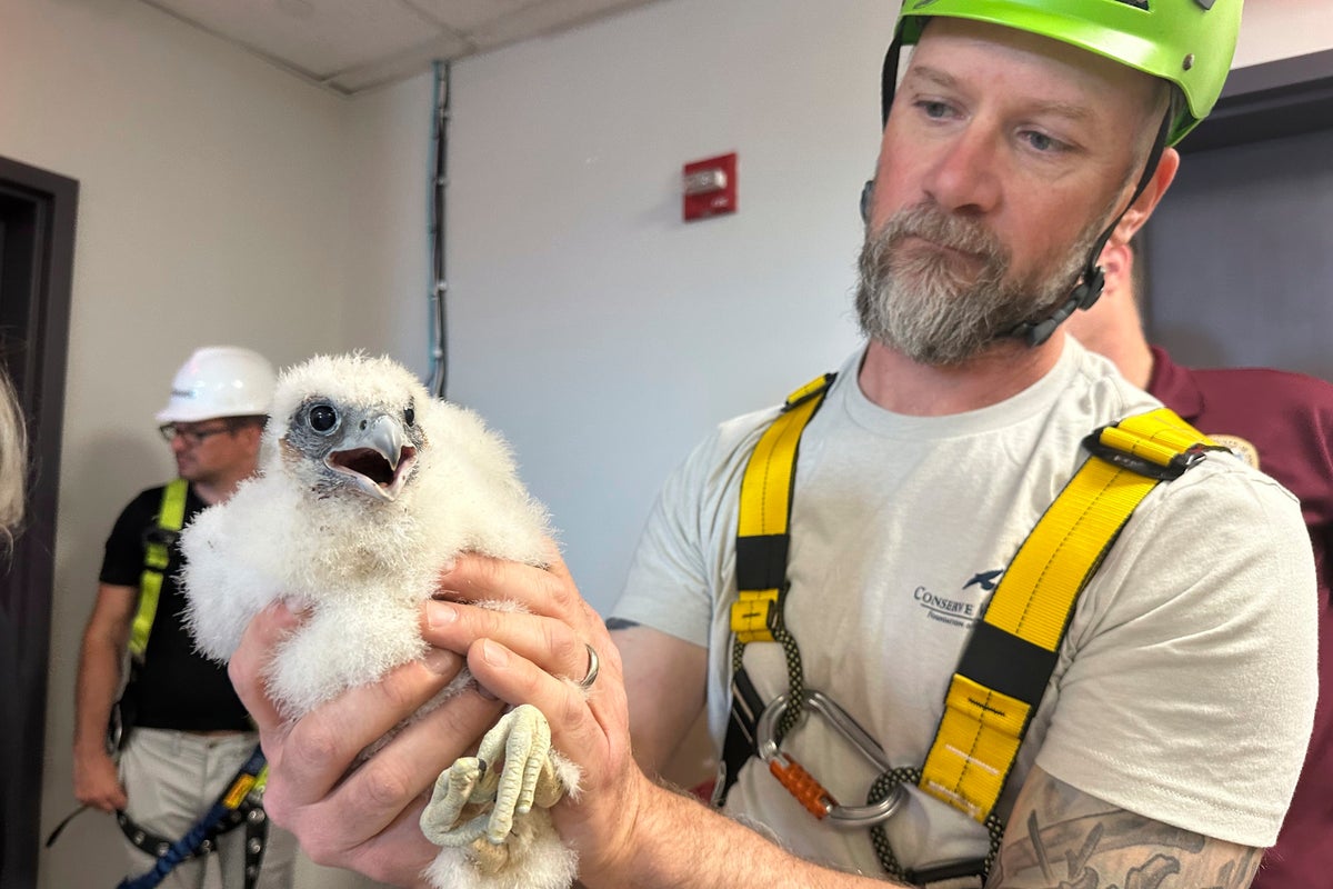 US peregrine falcons adapt well to city living as their coastal cousins struggle with bird flu