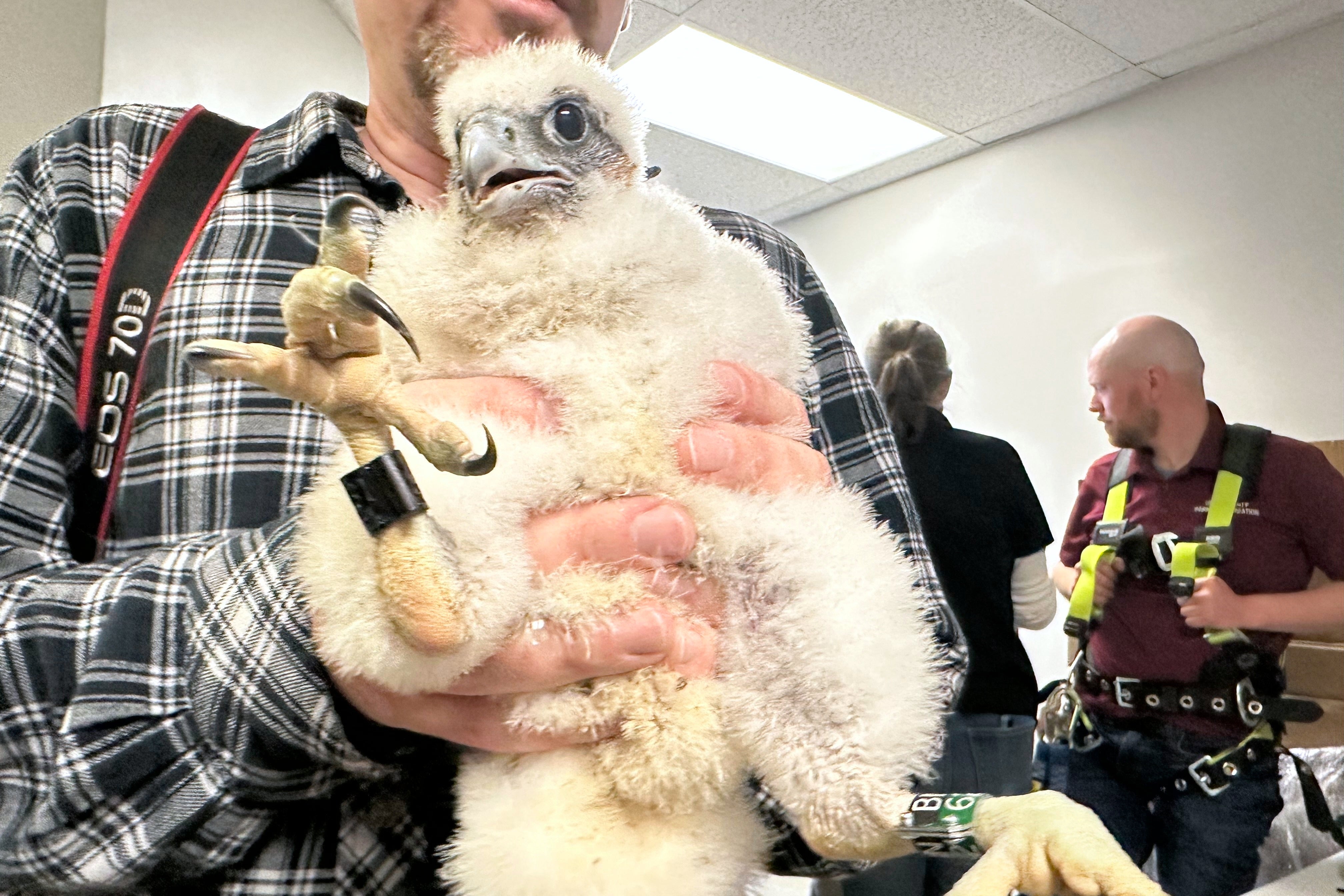 Peregrine Falcons Bird Flu