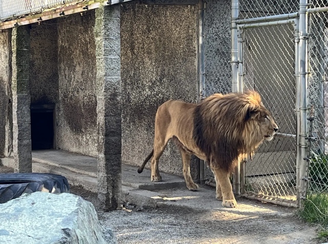 <p>Investigators seized more than 300 animals during the search of an Oregon safari park including this lion, Jabari</p>