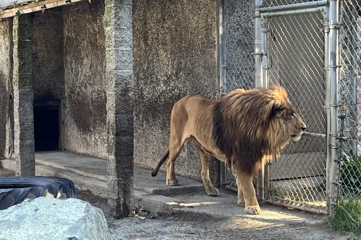 Safari owner arrested after raid took over 300 animals from ‘hellhole’ zoo