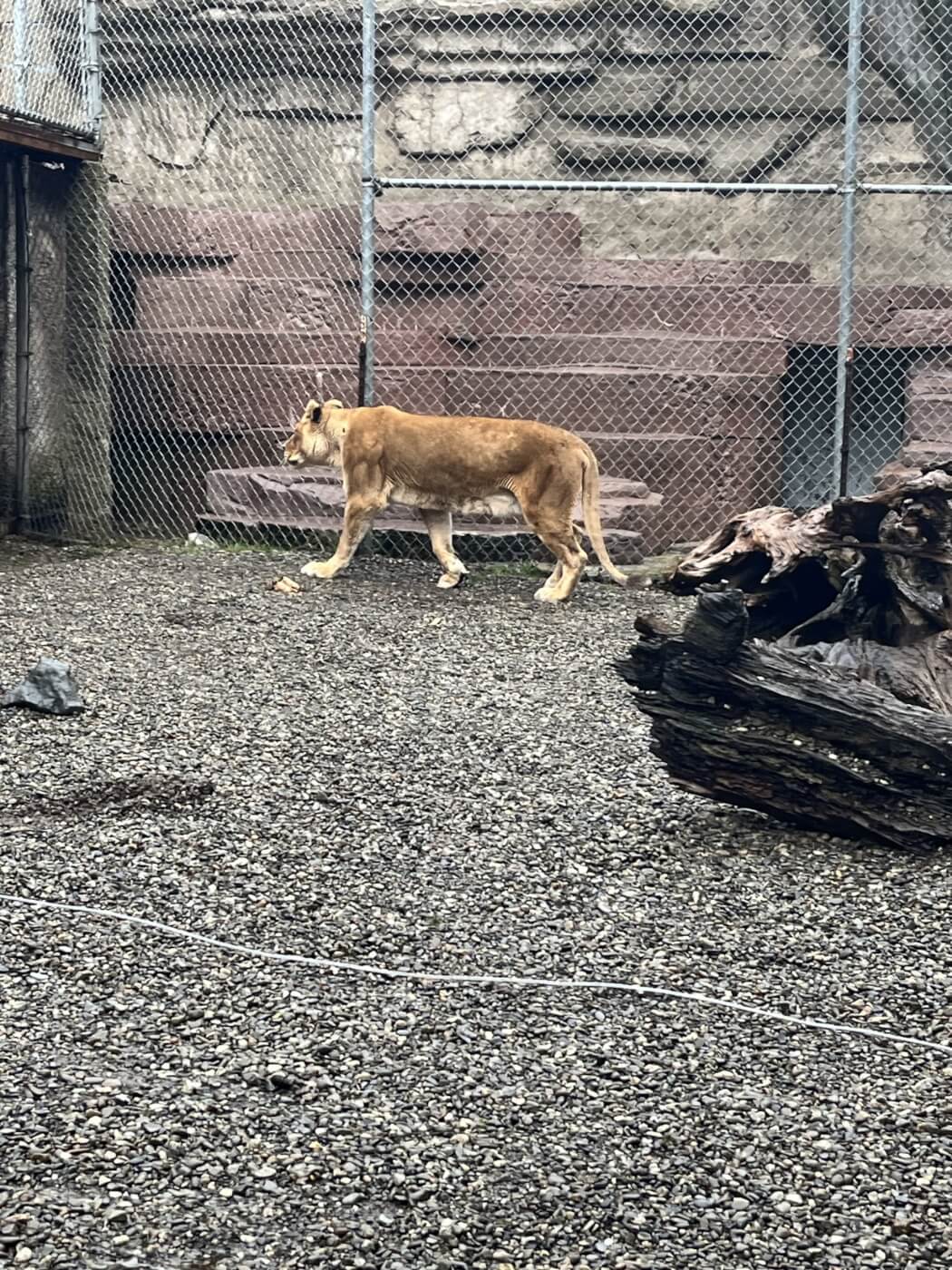 Thin lioness Isabella
