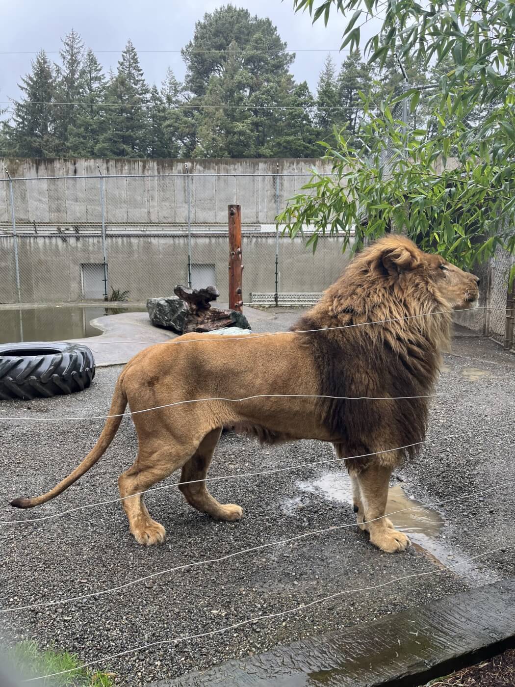 Malnourished lion Jabari