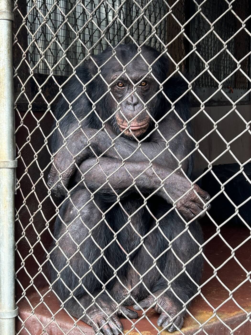George, a solitary chimpanzee, lost his mate in November 2023