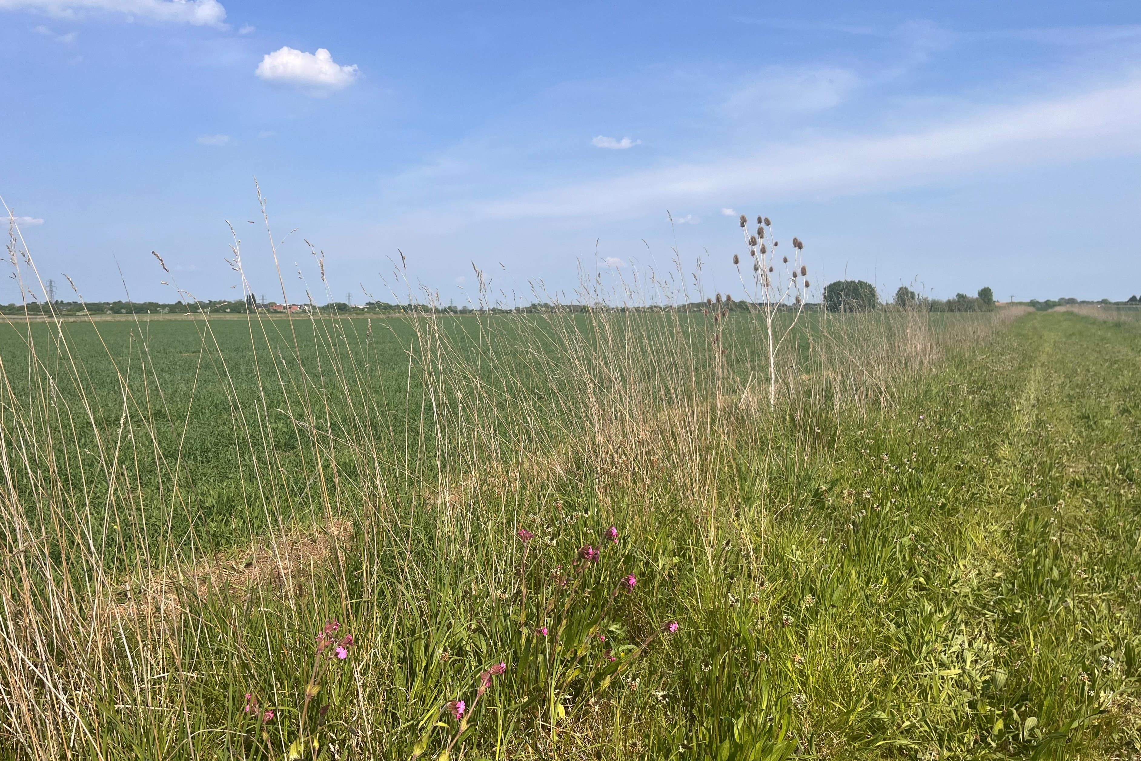 Environmentalists and farmers have reacted with dismay to reports of planned cuts to farming budget (Emily Beament/PA)
