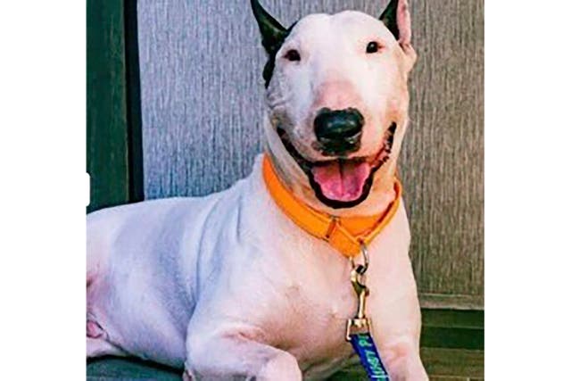 Animal Cruelty-Florida