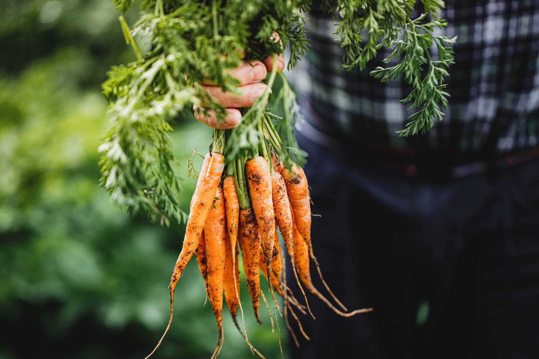 An outbreak linked to organic carrots also led to the death of one person last year. It resulted in 15 hospitalizations