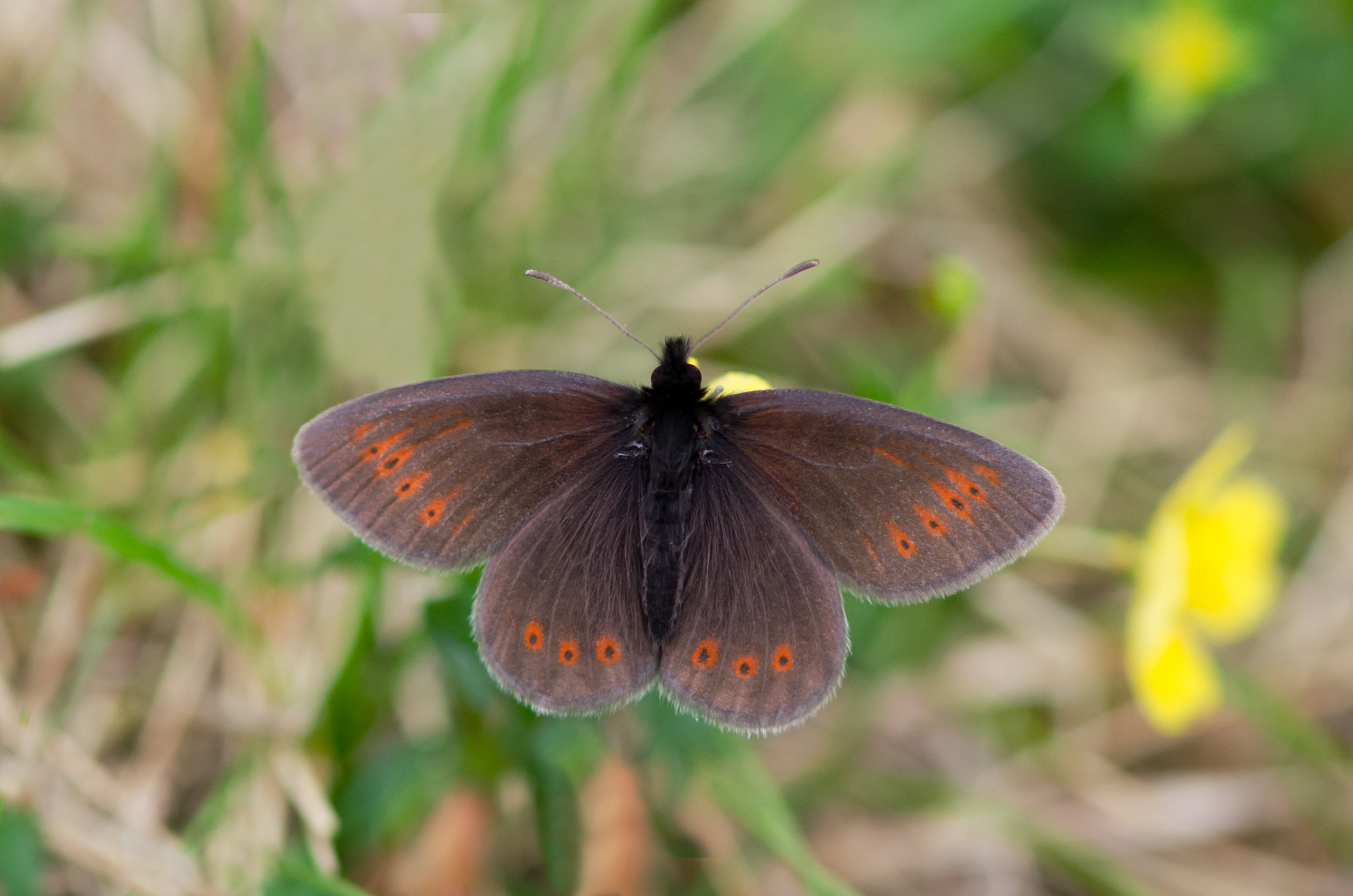The mountain ringlet, a small brown butterfly distinguished by orange spots on its wings