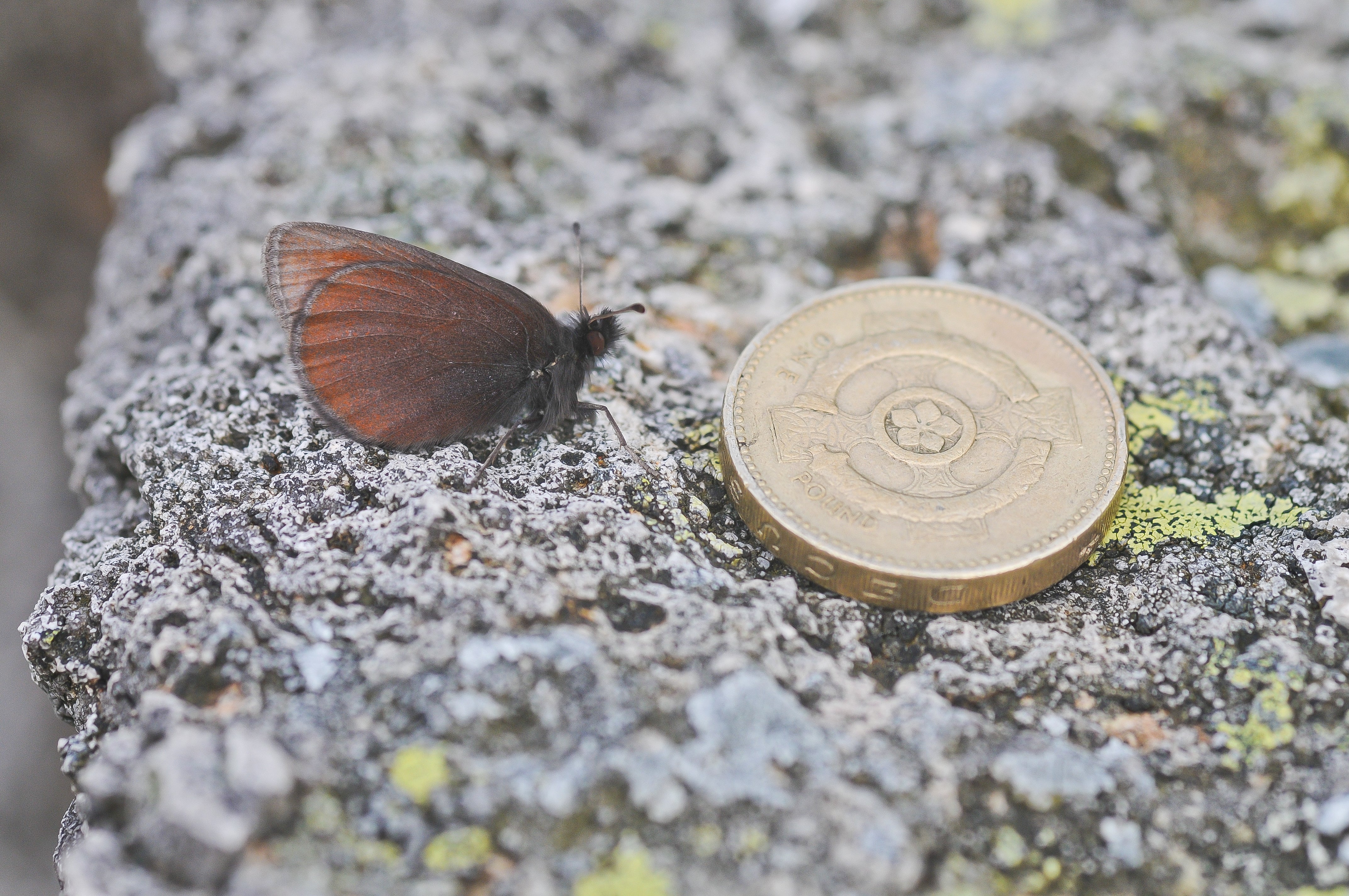 The butterflies are small, around 35-38mm (1.4 inches)