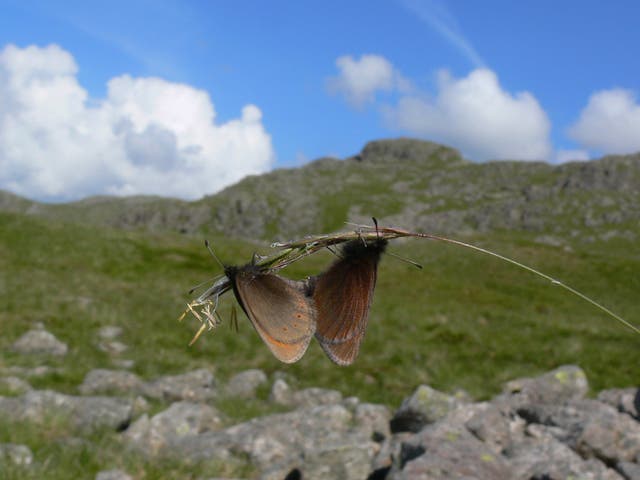 <p>The mountain ringlet is more commonly found in Scotland than in England</p>