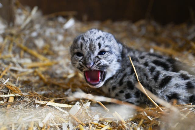 <p>Snow leopard cub ‘little lady’ was born on May 10 at The Big Cat Sanctuary in Kent</p>