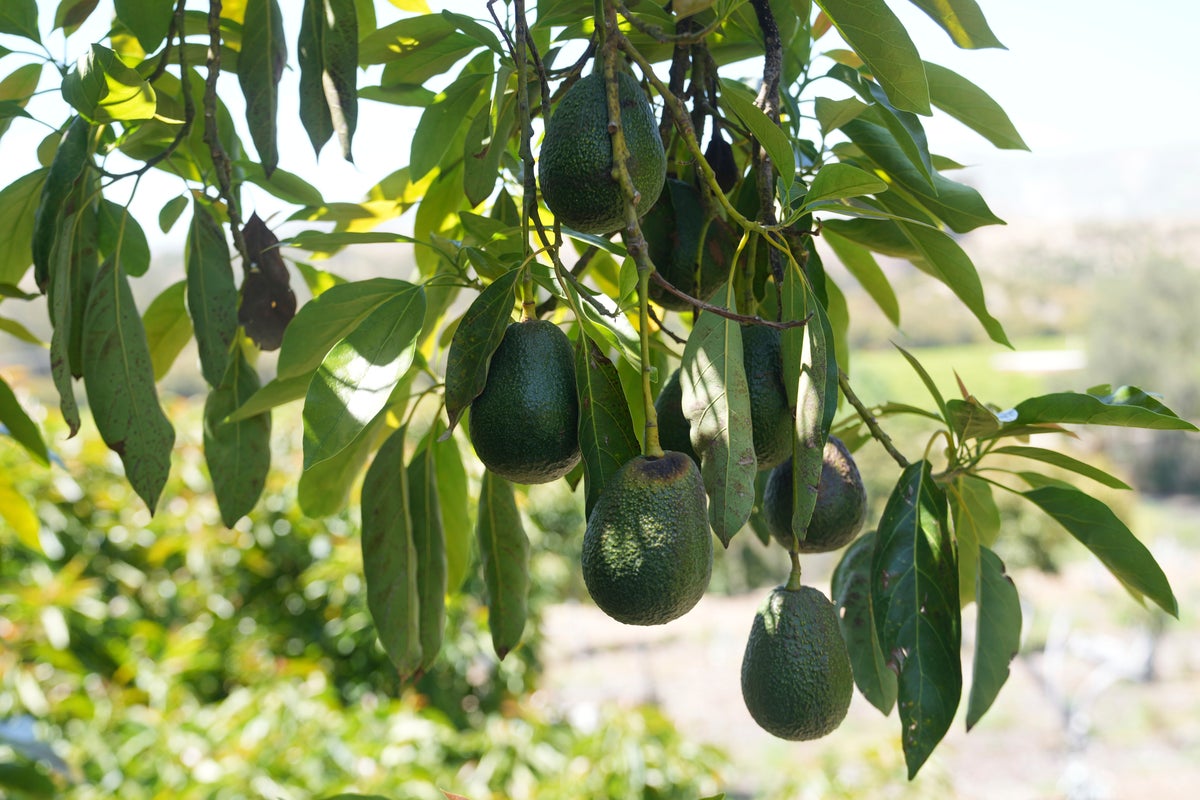 https://static.independent.co.uk/2025/05/29/05/California_Avocados_18344.jpg?width=1200&height=800&crop=1200:800