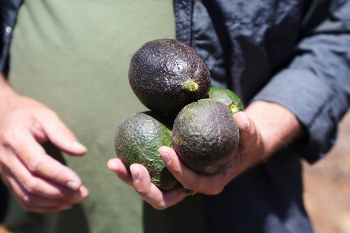 The vegetable that grew to become a social media phenomenon