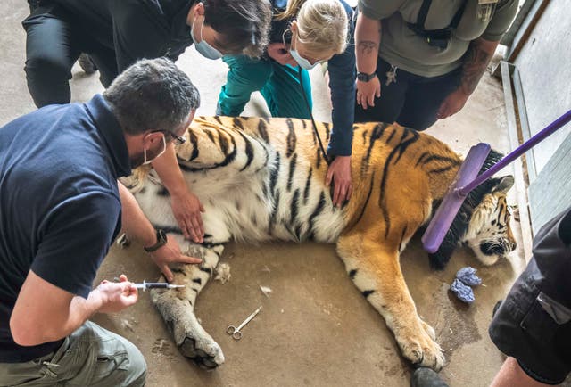 <p>Vets and wildlife park staff carry out a delicate operation to remove an ingrown toenail from Tschuna, a 17-stone Amur Tiger, at Yorkshire Wildlife Park in Doncaster</p>