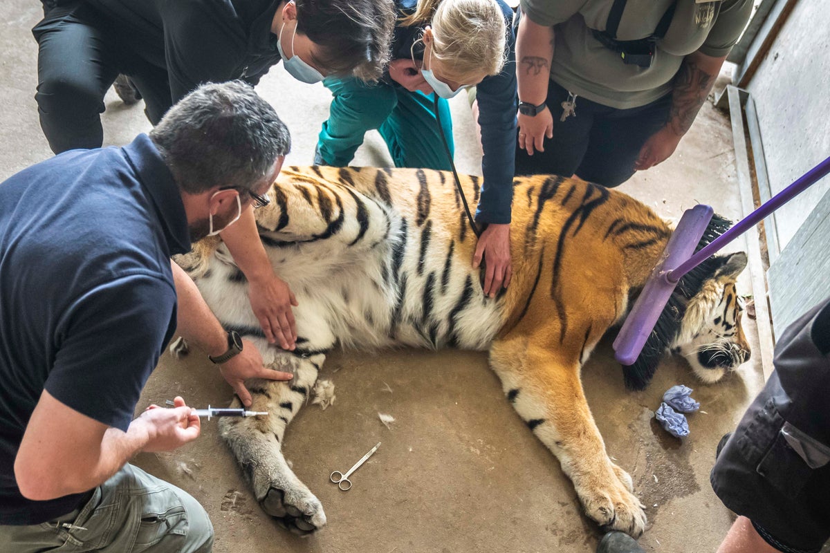 Five vets operate on sedated 17-stone tiger for tricky' paw operation