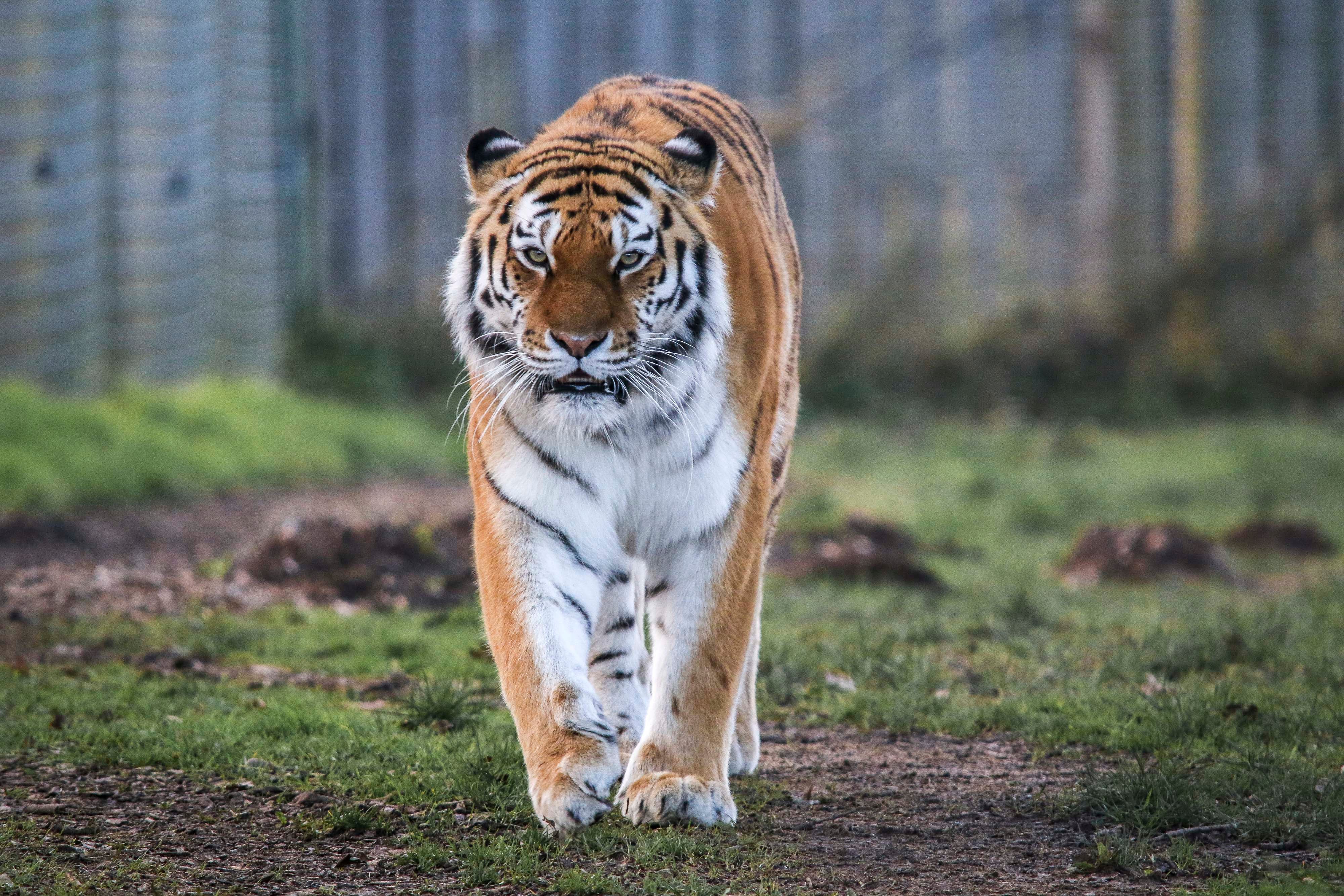 TSCHUNA, a 17-stone Amur Tiger, who went as a delicate operation to remove an intercourse toenail at Yorkshire Wildlife Park in Doncaster