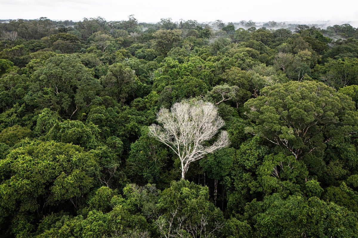 Scientists reveal what would happen if the Amazon rainforest dried out