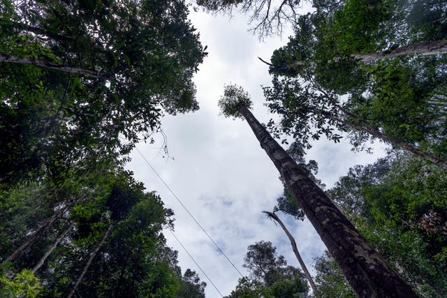<p>Trees across the Amazon rainforest are growing larger in response to rising levels of carbon dioxide in the atmosphere</p>