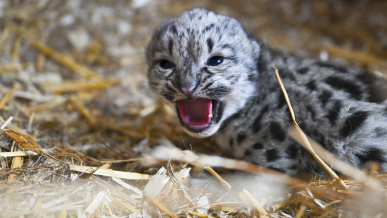 <p>Rare snow leopard cub born in Kent following groundbreaking ultrasound</p>