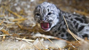 Rare snow leopard cub born in Kent following groundbreaking ultrasound