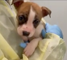 Puppy did not maul newborn to death in Queens apartment, autopsy finds