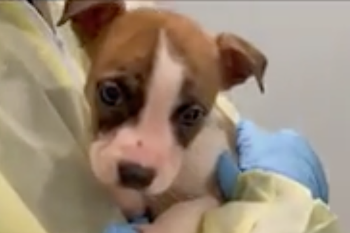 Parents claimed their pitbull puppy mauled their baby to death. Autopsy says that’s not true. Parents claimed their pitbull puppy mauled their baby to death. Autopsy says that’s not true.