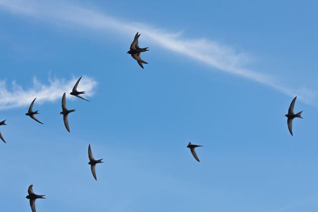 Swifts spend almost all their lives in flight (Ben Andrew/RSPB/PA)