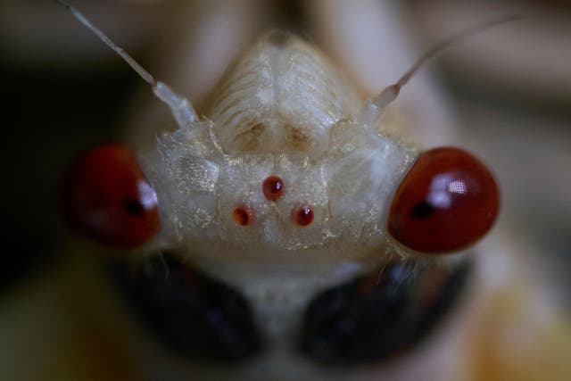 APTOPIX Cicada Invasion Photo Gallery