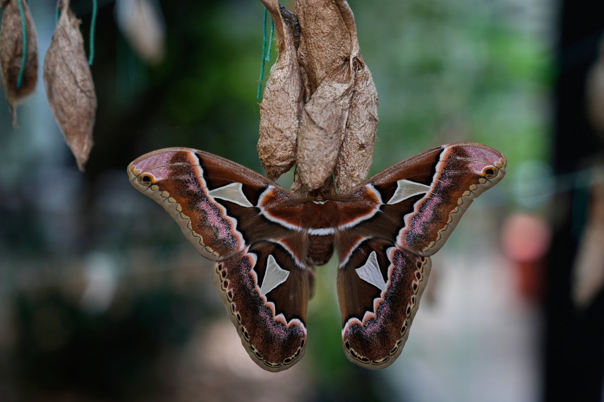 Rescued giant moths emerge from cocoons in Mexico's sprawling capital