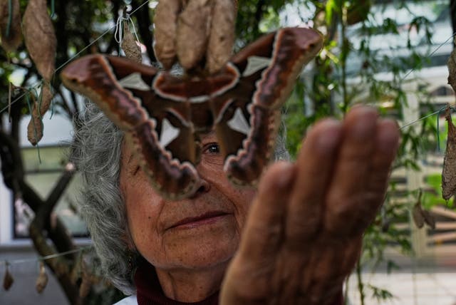 <p>Maria Eugenia Diaz Batres, a biologist, looks at a moth emerging from a cocoon while hanging from a clothesline in the gardens of the Natural History Museum in Mexico City</p>