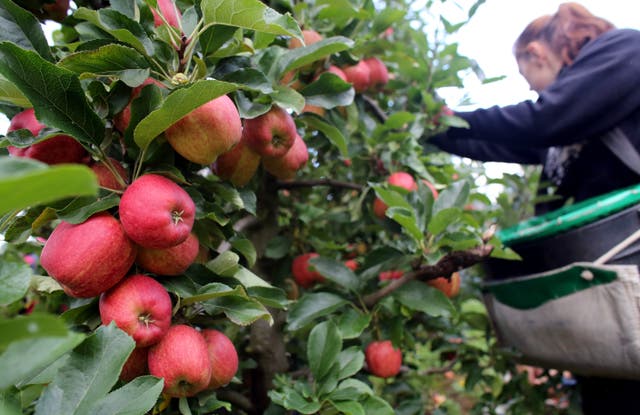 <p>Seventy per cent of workers on the seasonal worker scheme had accrued debt to come to the UK, according to a Defra-commissioned study</p>
