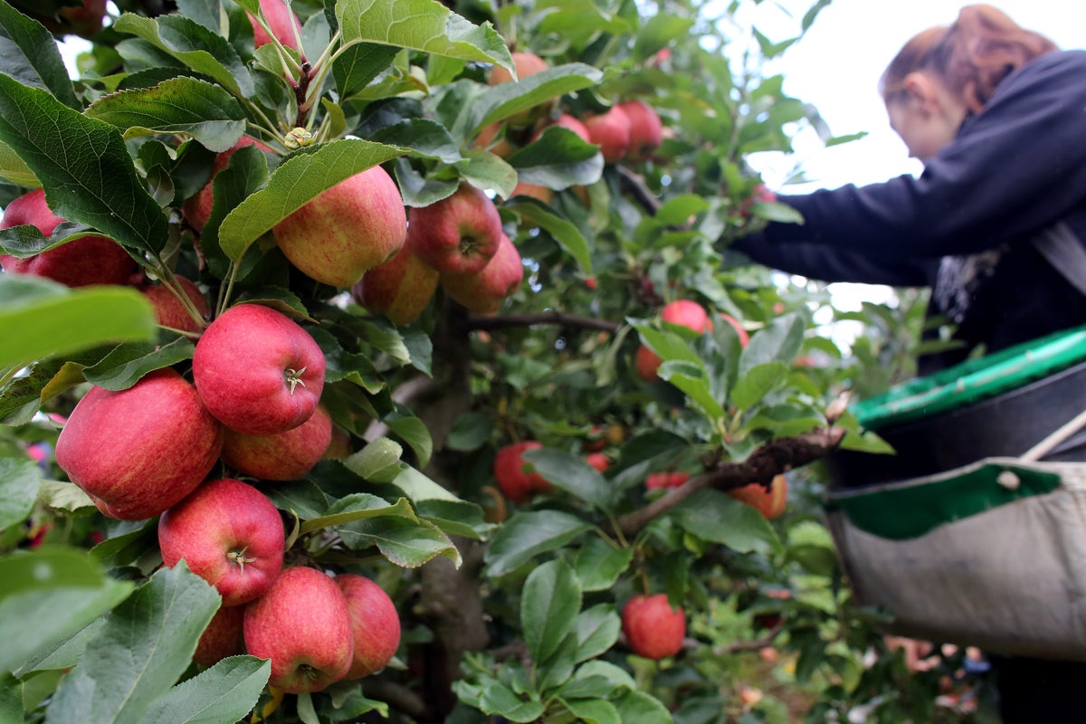 Farms and supermarkets could pay to bring foreign farm workers to UK, government-commissioned report says