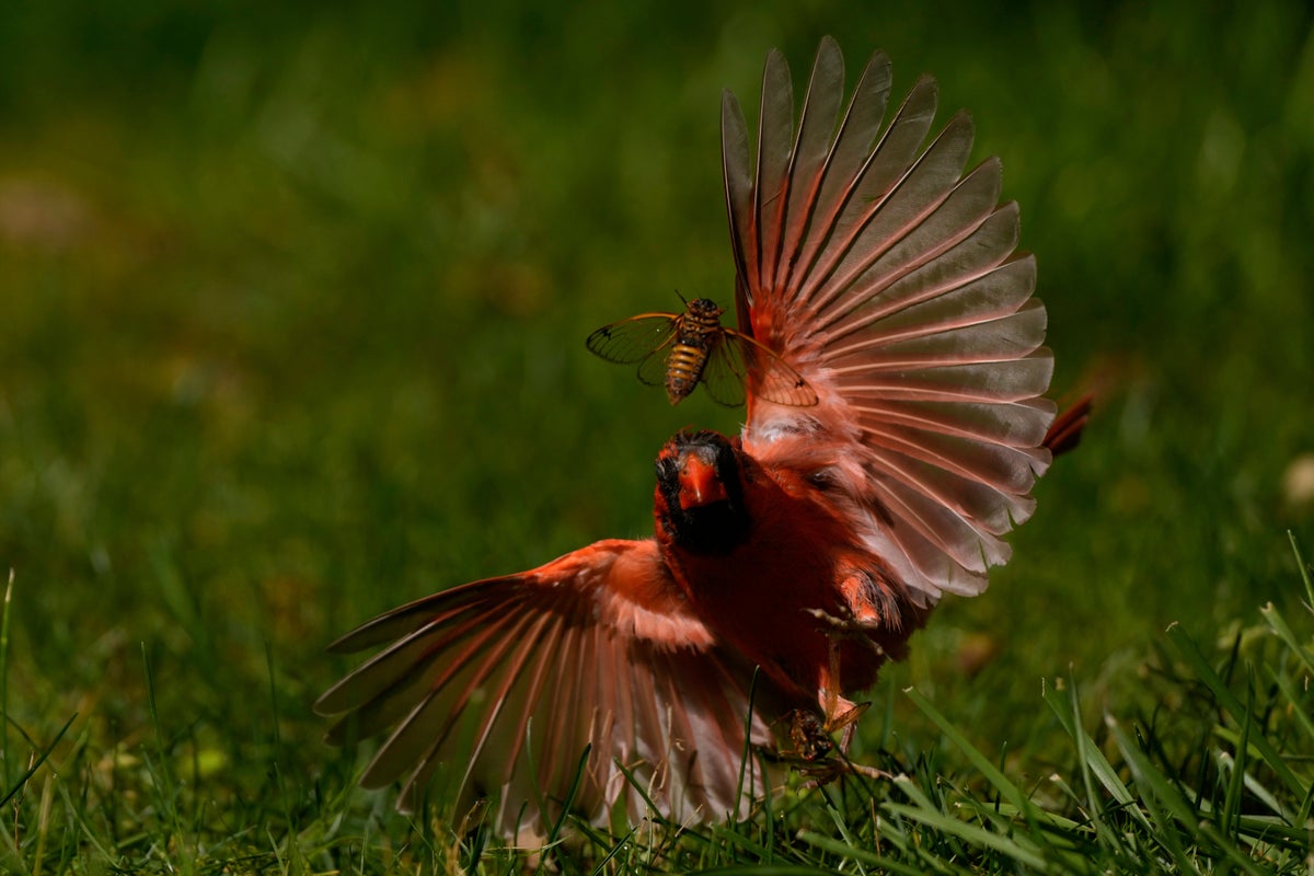 AP PHOTOS: Cicadas swarm parts of US as the screaming insects emerge in Brood XIV's 17-year cycle