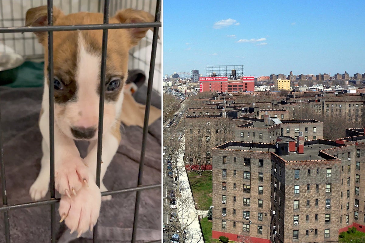 Baby’s cause of death revealed as family say the puppy originally blamed for her killing has not been put down Baby’s cause of death revealed as family say the puppy originally blamed for her killing has not been put down