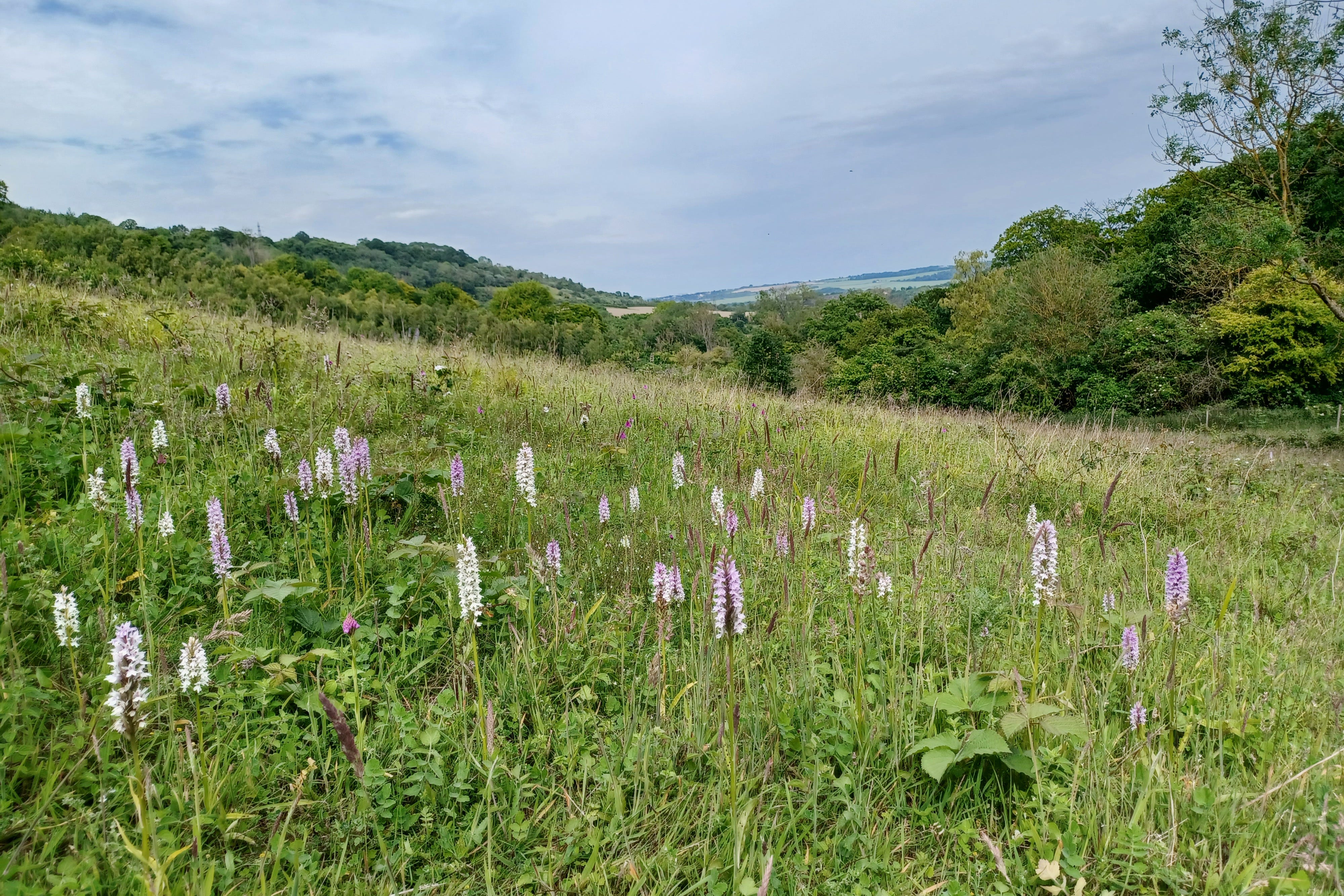A Kent landscape of ancient woodlands, wildflower meadows and chalk grasslands that inspired novelist Charles Dickens has been designated a national nature reserve (Natural England/PA)