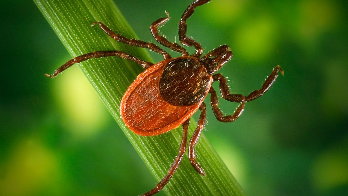 Is this tick season going to be America’s worst yet? Here’s what to know