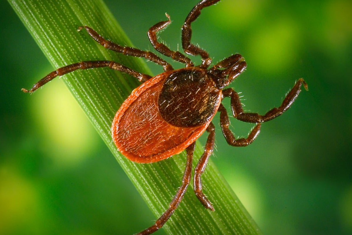New warning issued over tick bites after 1,500 cases of Lyme disease reported in a year