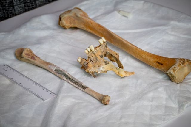 <p>Undergraduate students at the Ramapo College of New Jersey were able to link the three bones to the same person -  Captain Henry Goodsell. </p>