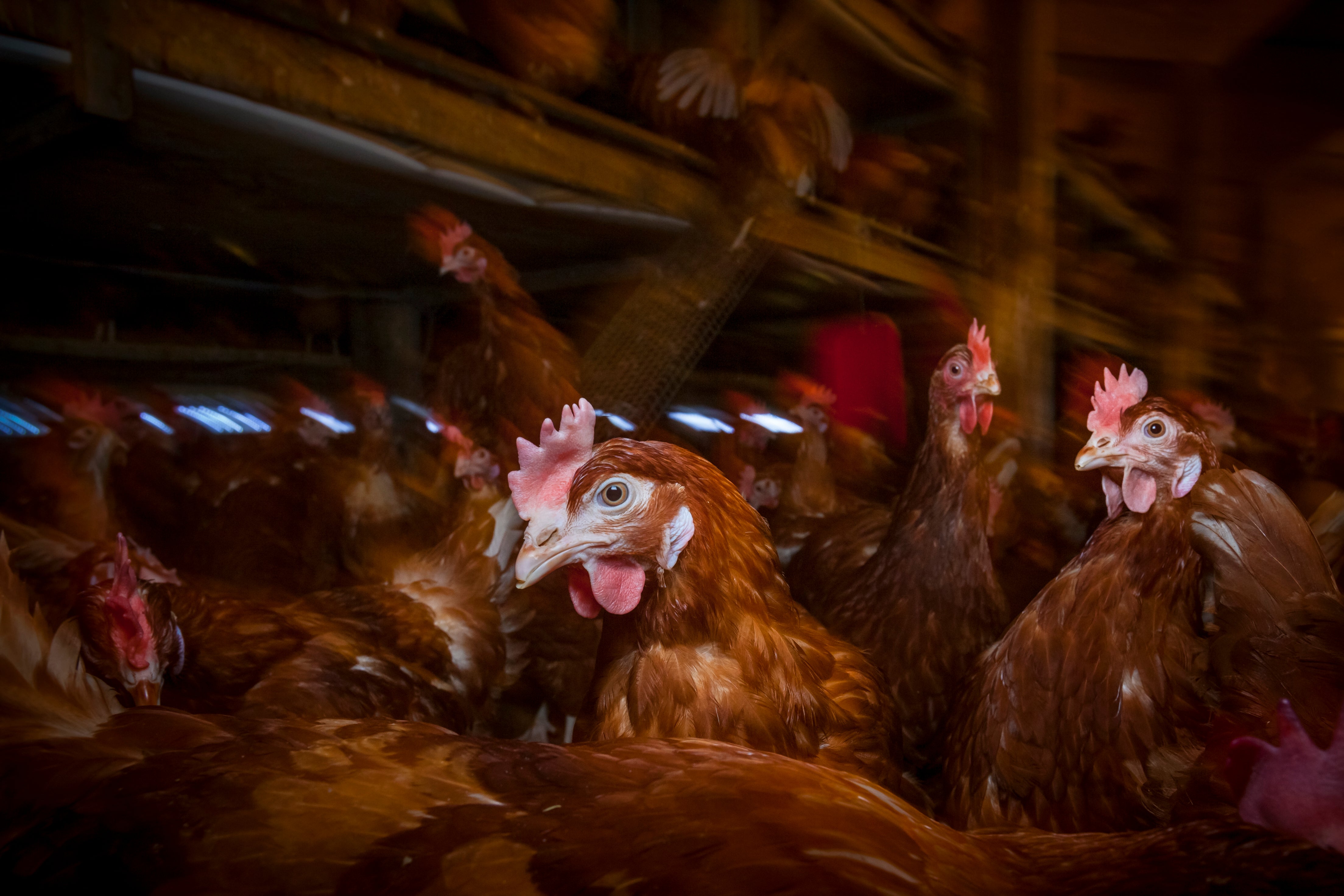 Egg-laying hens have been genetically manipulated to produce around 300 eggs a year, Joey Carbstrong said