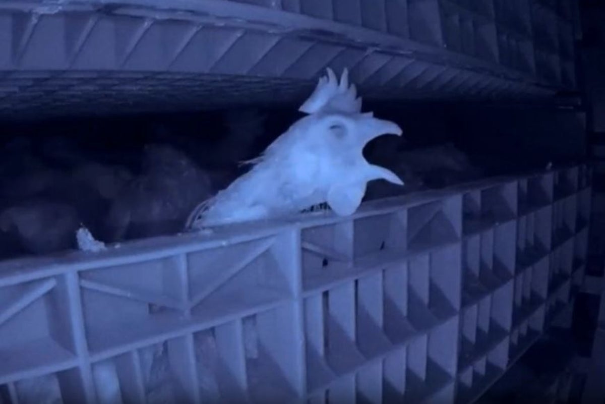 Secret video reveals gas chamber deaths of egg industry hens