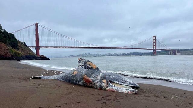 <p>Over the course of the last week, six gray whales have died in the San Francisco Bay Area. This year, 15 whales have died in the region</p>