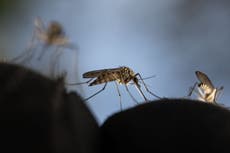 Remember Zika virus? Hawaii confirms case after six years of no known exposures
