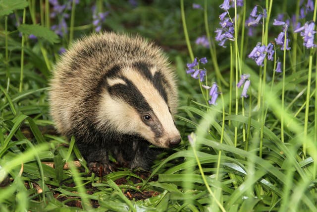 <p>It’s estimated 5,000 badgers could be killed under this year’s extensions</p>