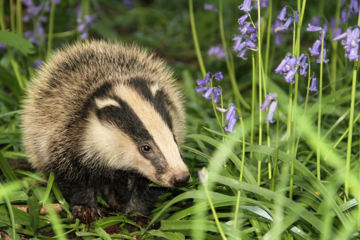 Badger cull expansion given go-ahead by officials against advice of own science chief
