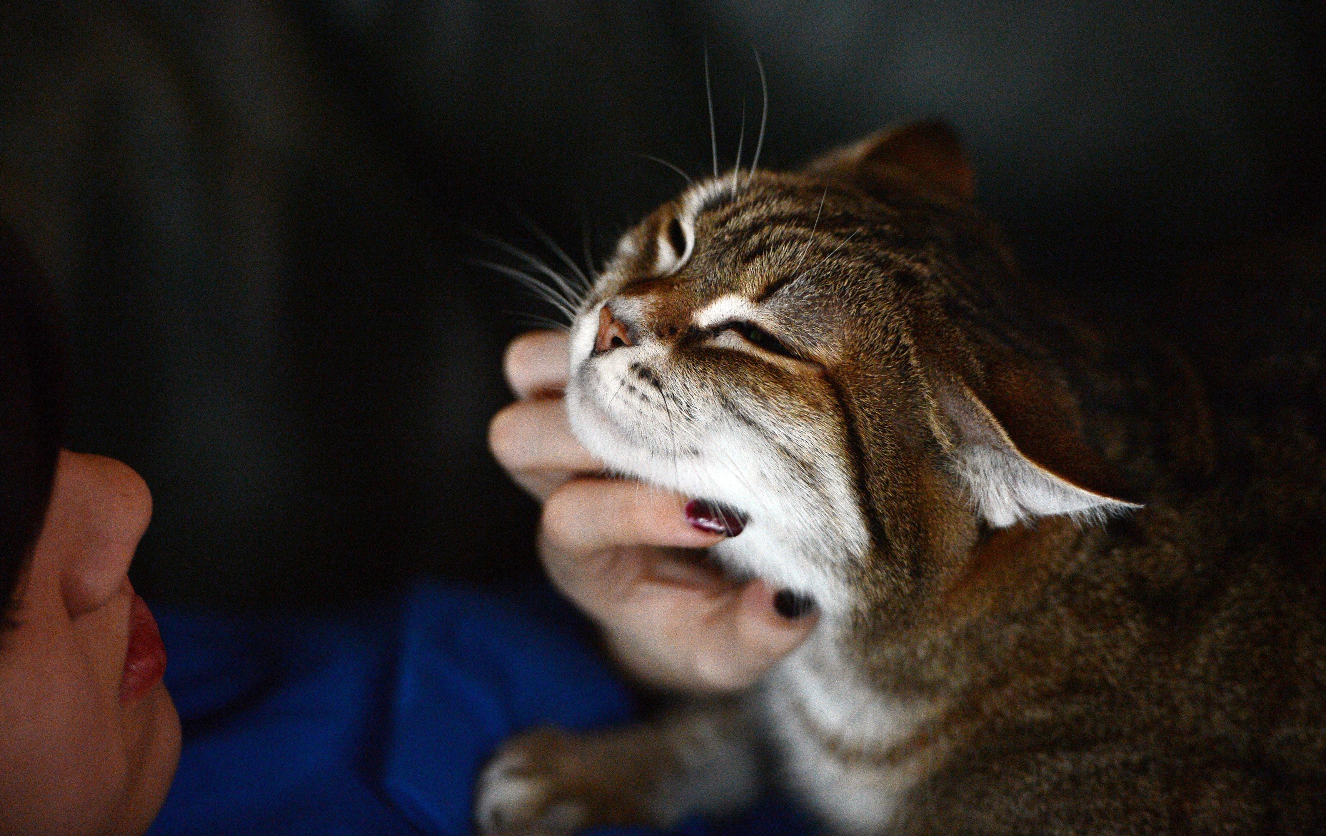 A woman pets her cat in Strasbourg, France
