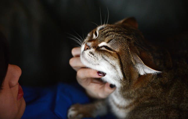 <p>A woman pets her cat in France</p>