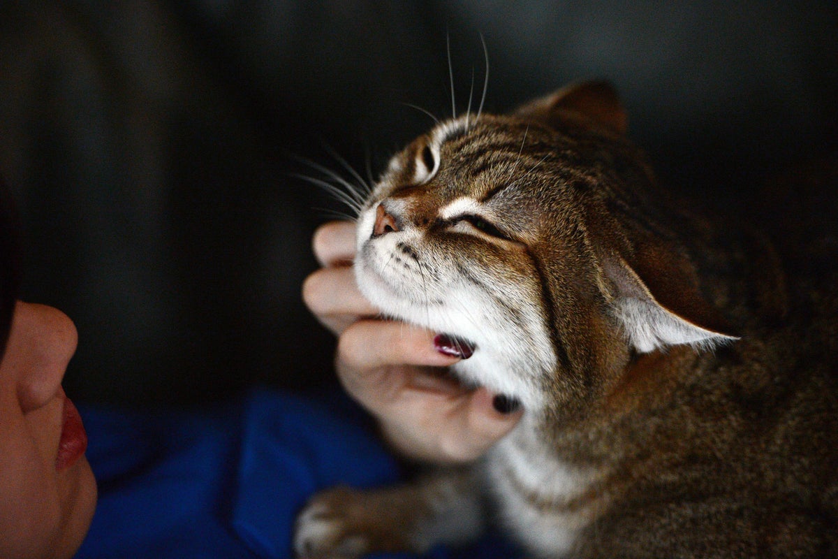 Why some cats purr more than others finally decoded