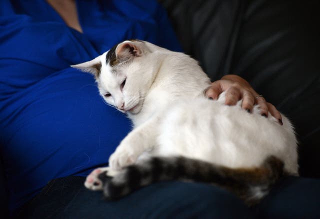 <p> A woman pets her cat as it sits on her lap</p>